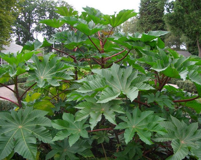 Kalopanax Septemlobus Aralia Seeds for Planting - Long Bloom Season, Heirloom & GMO Free Seeds for Home Garden