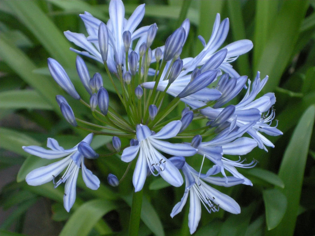 Premium Agapanthus Africanus Flower seeds for Planting Shade Tolerant, Heirloom & GMO Free Seeds for Home Garden seeds