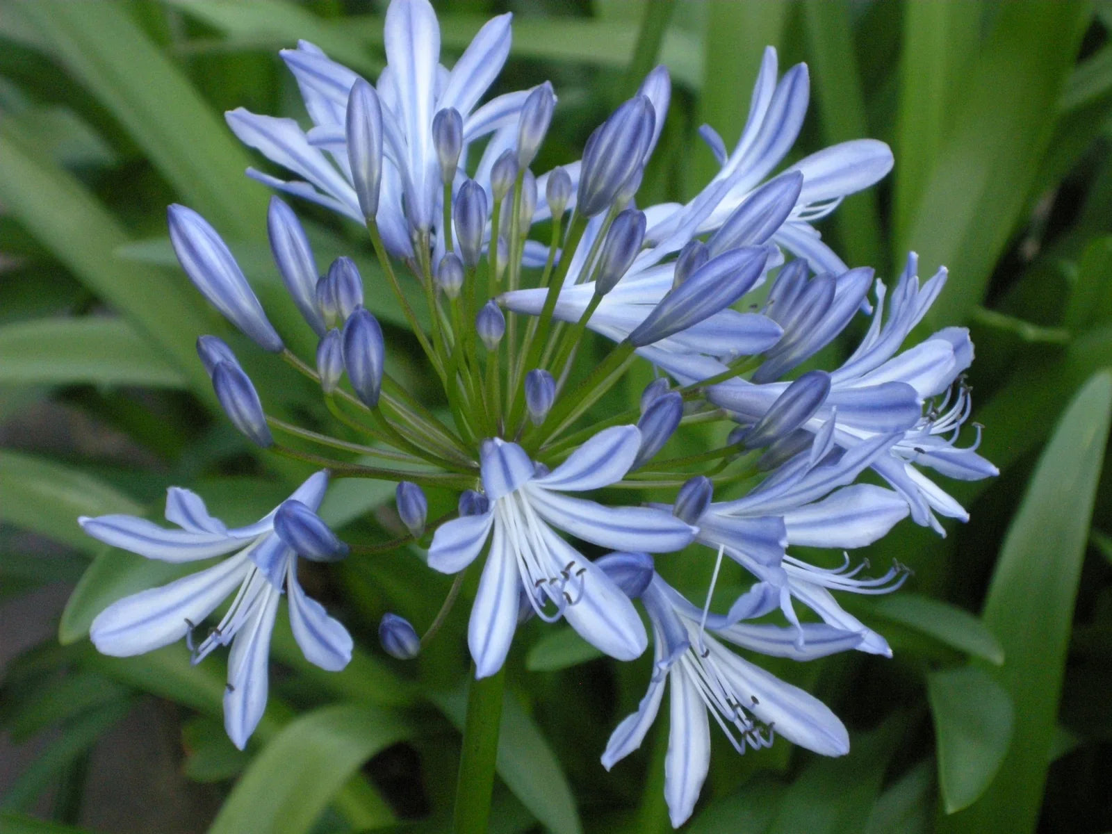 Premium Agapanthus Africanus Flower seeds for Planting Shade Tolerant, Heirloom & GMO Free Seeds for Home Garden seeds