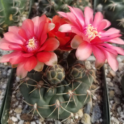 Gymnocalycium Flower seeds for Planting Wildflower Mix Heirloom & GMO Free Seeds for Home Garden