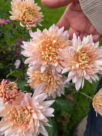 Bonsai Chrysanthemum Flower seeds for Planting - Compact Growth, Heirloom & GMO Free Seeds for Home Garden