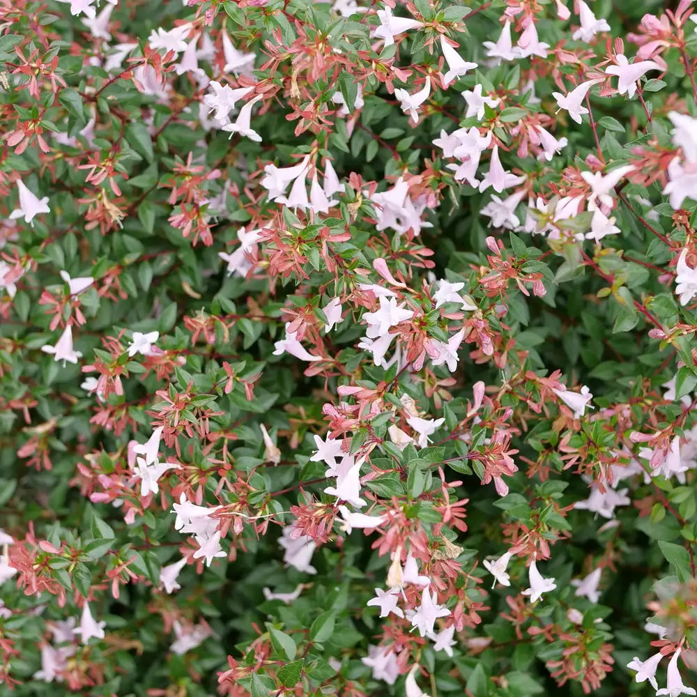 Premium Multi Colored Abelia Flower seeds for Planting Sun Loving, Heirloom & GMO Free Seeds for Home Garden seeds