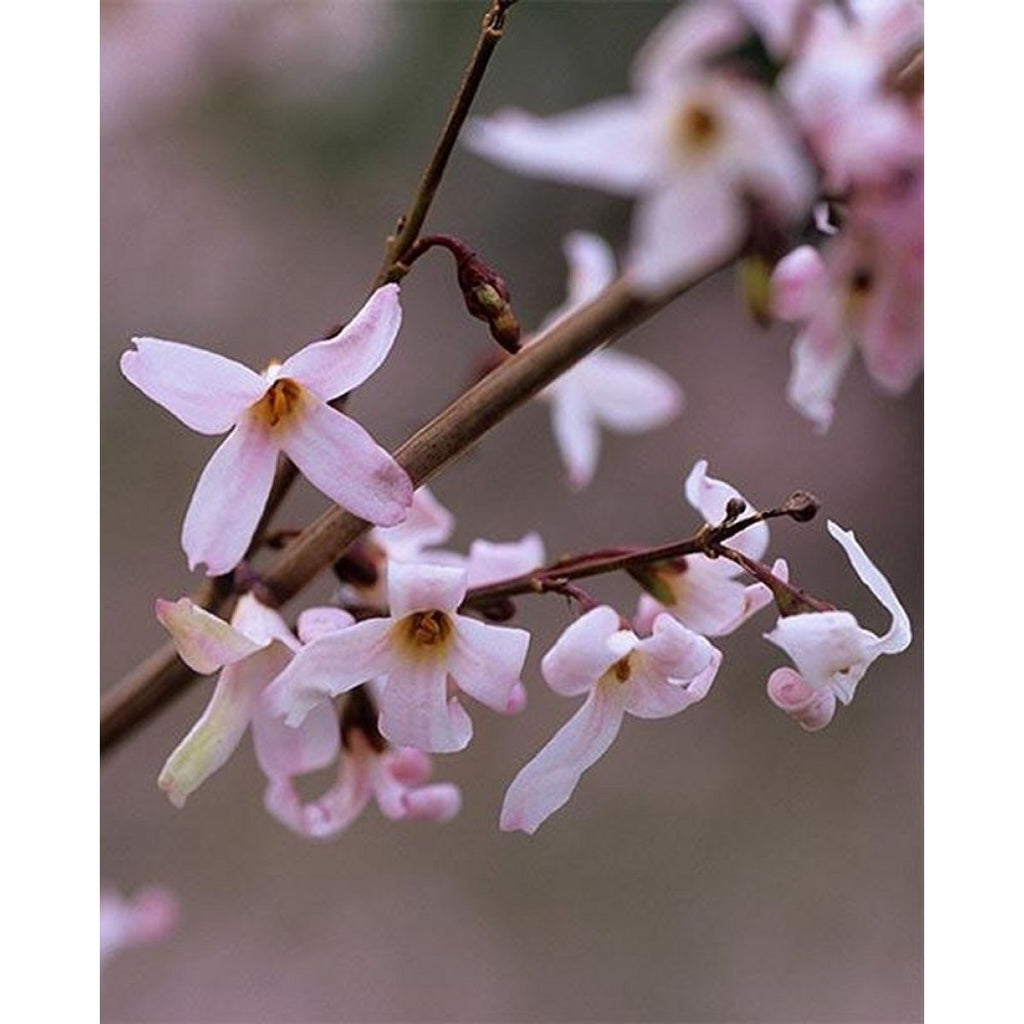 Pink Trifoliate Forsythia Flower seeds for Planting Colorful Display, Heirloom & GMO Free Seeds for Home Garden seeds for planting