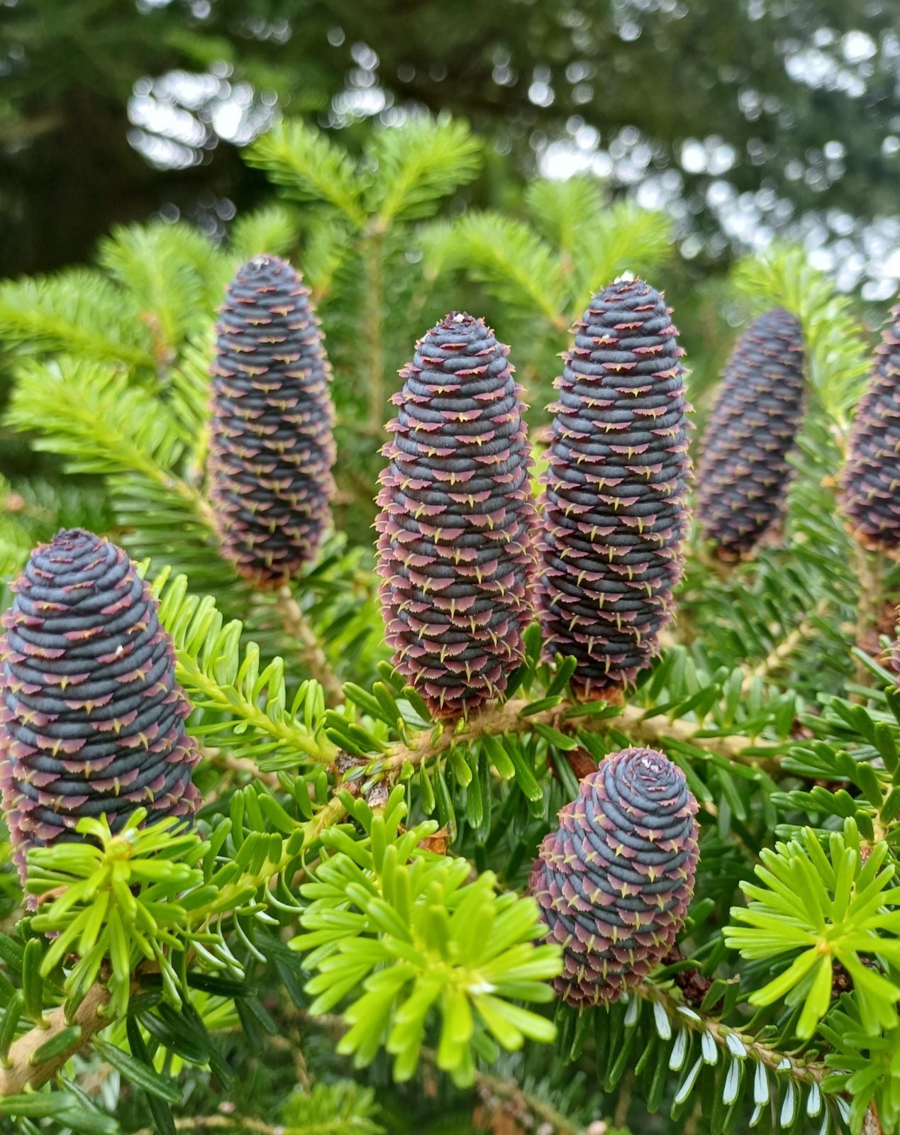 Blue Abies Veitchii Flower seeds for Planting Garden Favorite, Heirloom & GMO Free Seeds for Home Garden seeds for planting