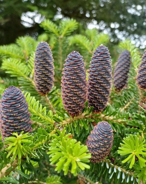 Blue Abies Veitchii Flower seeds for Planting Garden Favorite, Heirloom & GMO Free Seeds for Home Garden seeds for planting