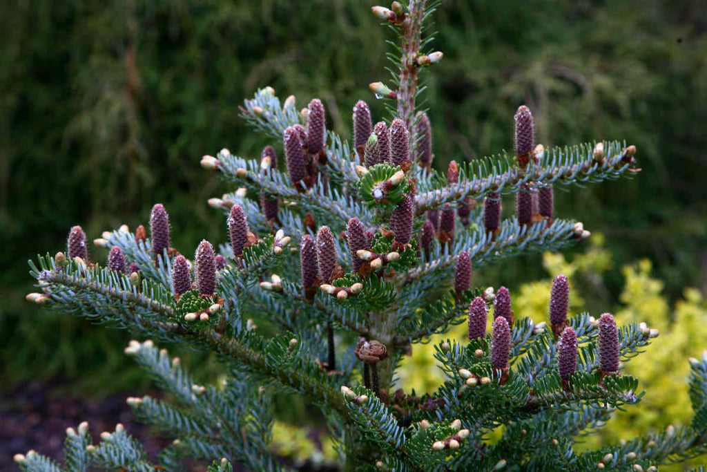 Abies Koreana Flower seeds for Planting Shade Tolerant, Heirloom & GMO Free Seeds for Home Garden vegetable and garden seeds