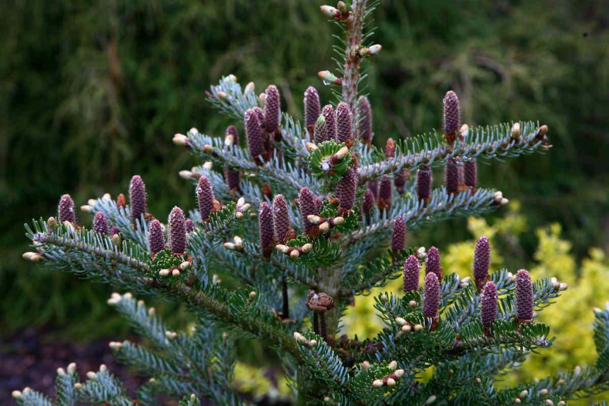Abies Koreana Flower seeds for Planting Shade Tolerant, Heirloom & GMO Free Seeds for Home Garden vegetable and garden seeds