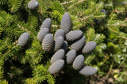 Premium Blue Abies Veitchii Flower seeds for Planting Garden Favorite, Heirloom & GMO Free Seeds for Home Garden seeds