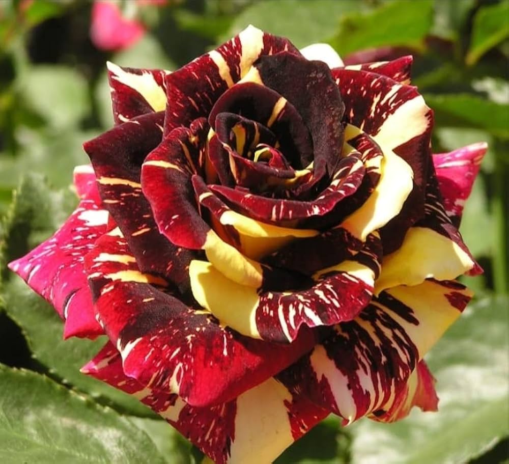 Abracadabra Red Yellow Bicolor Flowers Blooming