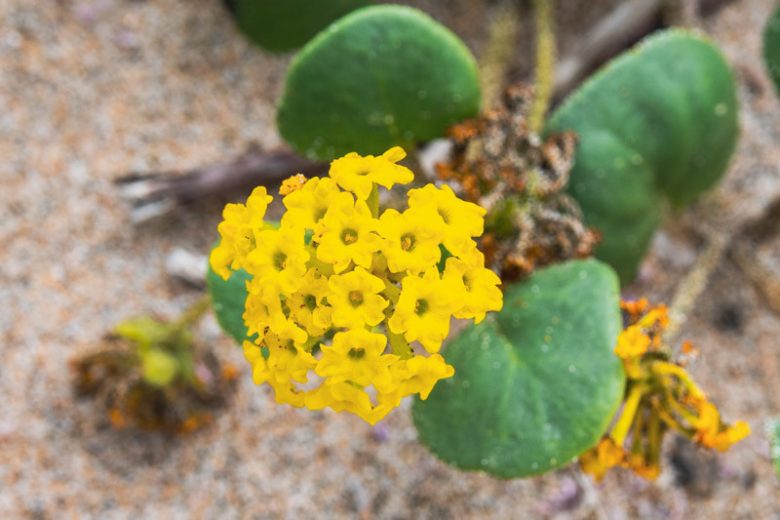 Premium Yellow Verbena Didyma Flower seeds for Planting Compact Growth, Heirloom & GMO Free Seeds for Home Garden seeds