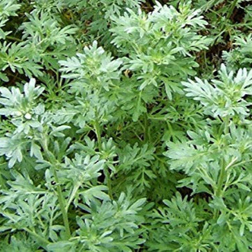 Yellow Blooms of Absinthe Wormwood Plant in Summer