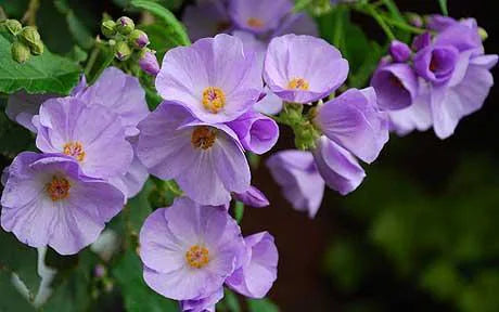Purple Abutilon Striatum Flower seeds for Planting Compact Growth, Heirloom & GMO Free Seeds for Home Garden seeds for planting
