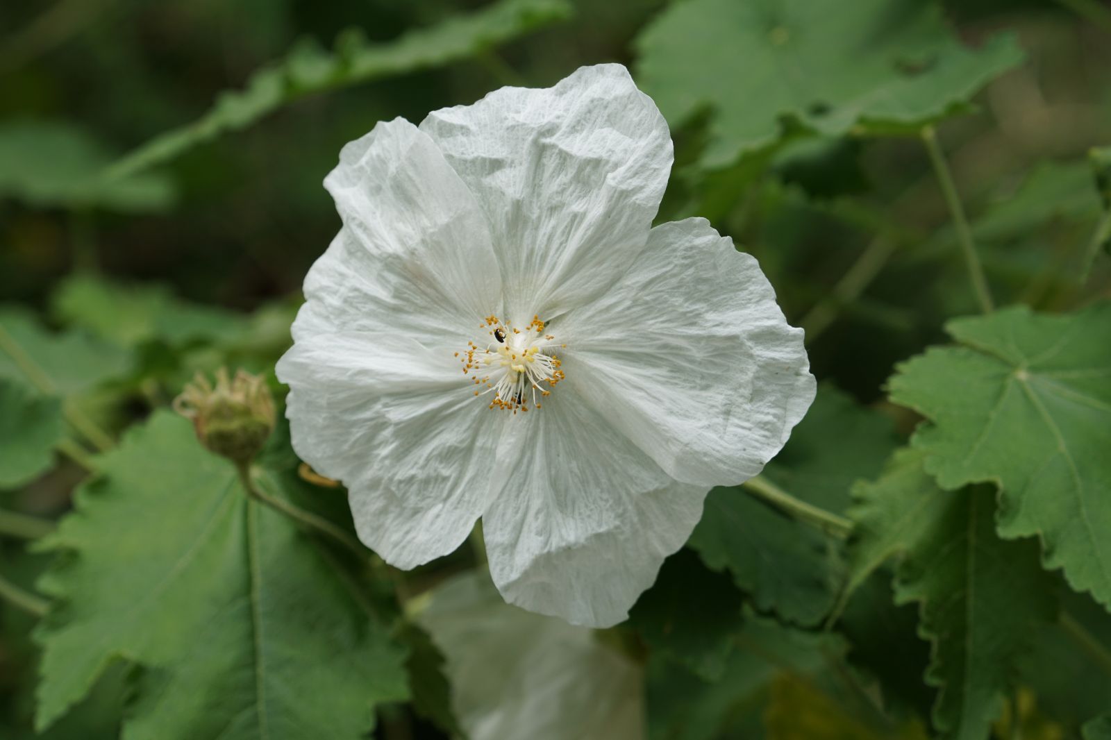 Premium Abutilon Flower seeds for Planting Seasonal Bloomer, Heirloom & GMO Free Seeds for Home Garden seeds