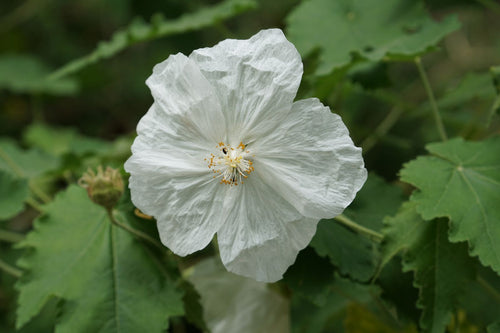 Premium Abutilon Flower seeds for Planting Seasonal Bloomer, Heirloom & GMO Free Seeds for Home Garden seeds