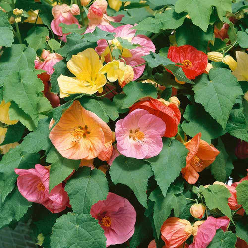 Premium Abutilon Bellvue Flower seeds for Planting Drought Tolerant, Heirloom & GMO Free Seeds for Home Garden seeds