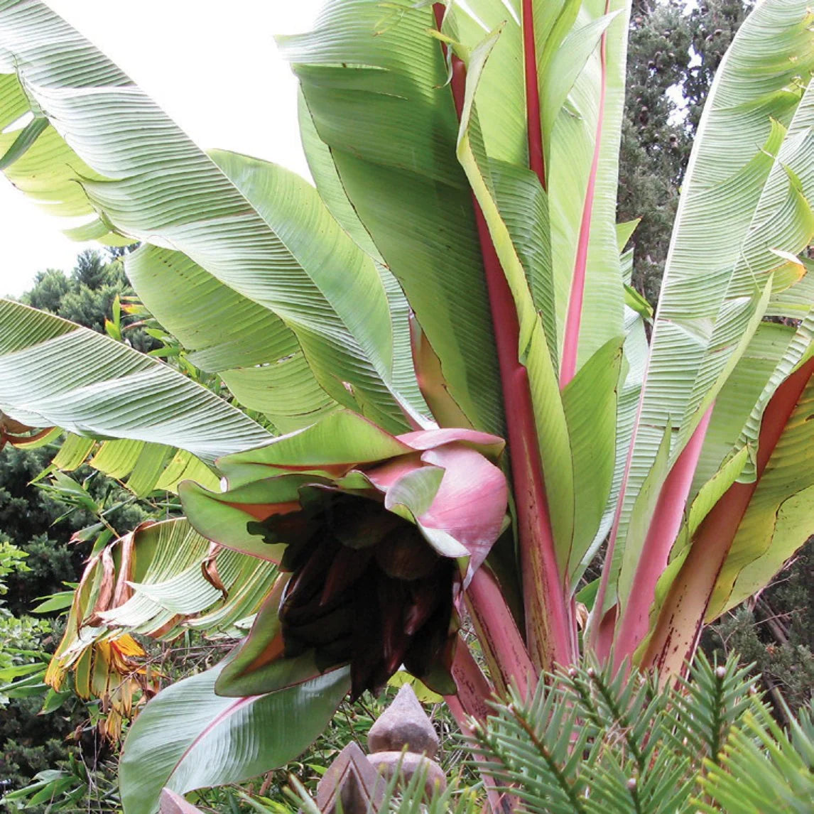 Red Abyssinian Banana (Musa Ensete Ventricosum) Flowering Fruit Tree Seeds