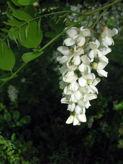 Acacia White Perennial Flower Seeds for Planting