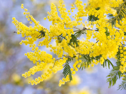 Dealbata Mimosa Flower seeds for Planting Perfect for Borders Heirloom & GMO Free Seeds for Home Garden