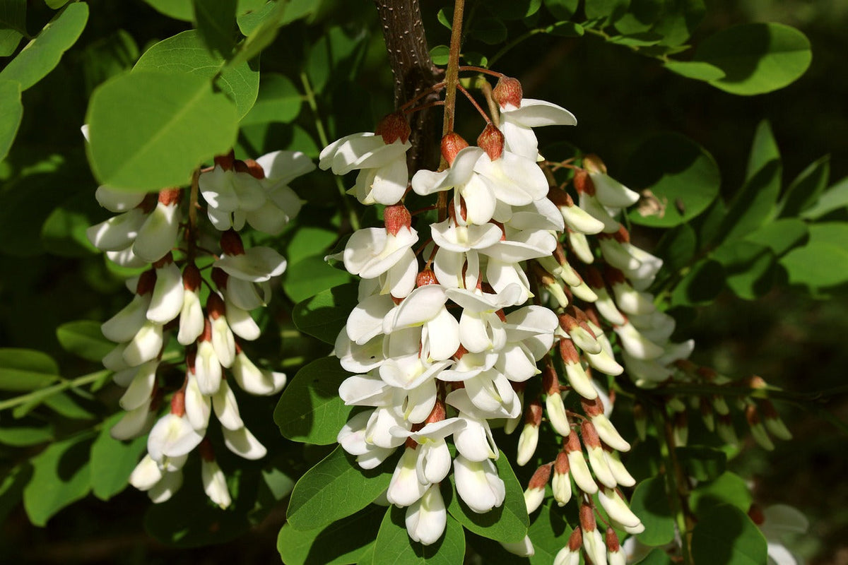 Close-up of White Acacia Flower Clusters
