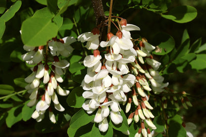 Close-up of White Acacia Flower Clusters