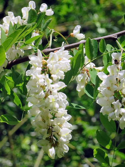 Acacia White Flowers in Garden Landscape