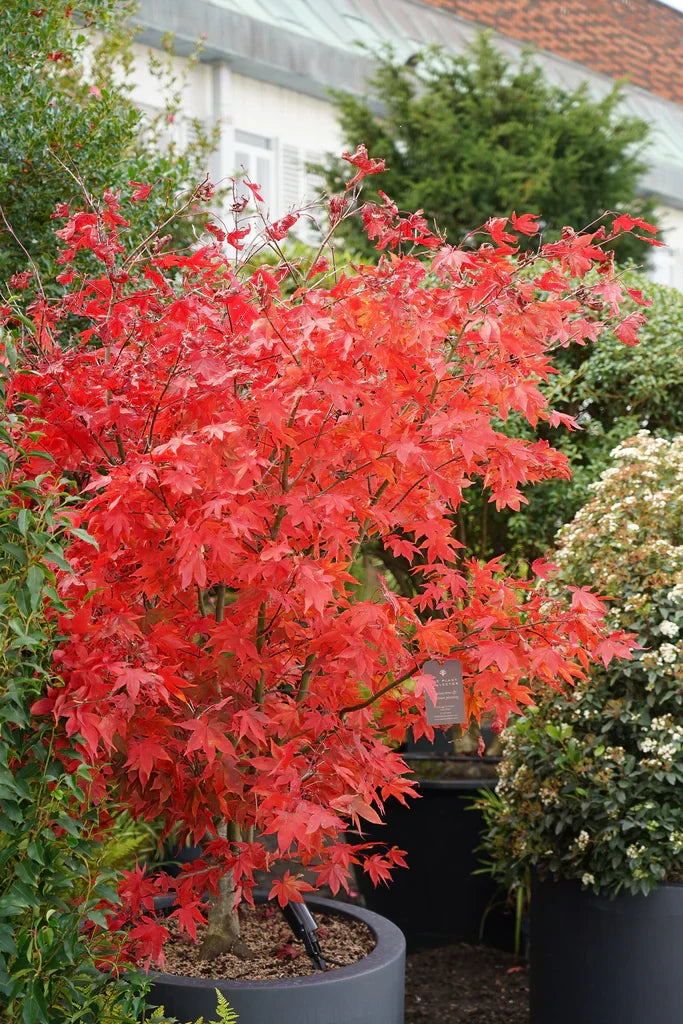 Red Laceleaf Tree Seeds Planting