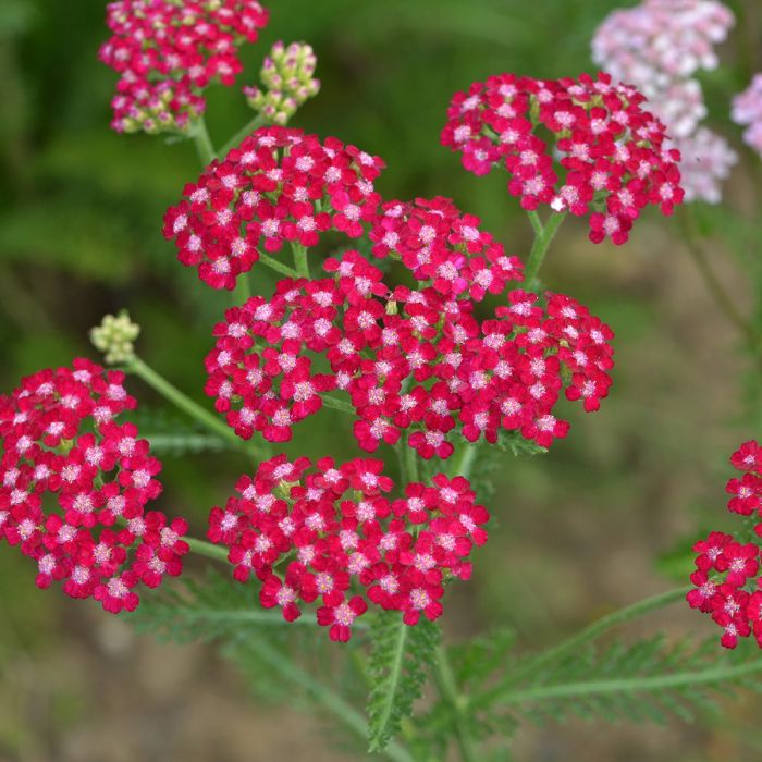 High quality Red Yarrow Flower seeds for Planting Cottage Garden Essential, Heirloom & GMO Free Seeds for Home Garden seeds pack