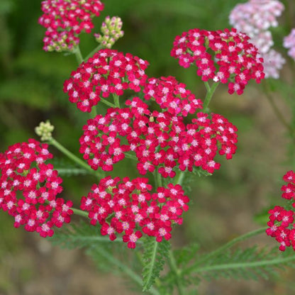 High quality Red Yarrow Flower seeds for Planting Cottage Garden Essential, Heirloom & GMO Free Seeds for Home Garden seeds pack