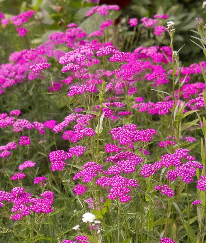 Pink Cerise Yarrow Flower seeds for Planting Colorful Display, Heirloom & GMO Free Seeds for Home Garden vegetable and garden seeds
