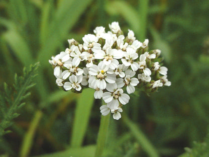 Achillea Millefolium Flower seeds for Planting Drought Tolerant Heirloom & GMO Free Seeds for Home Garden