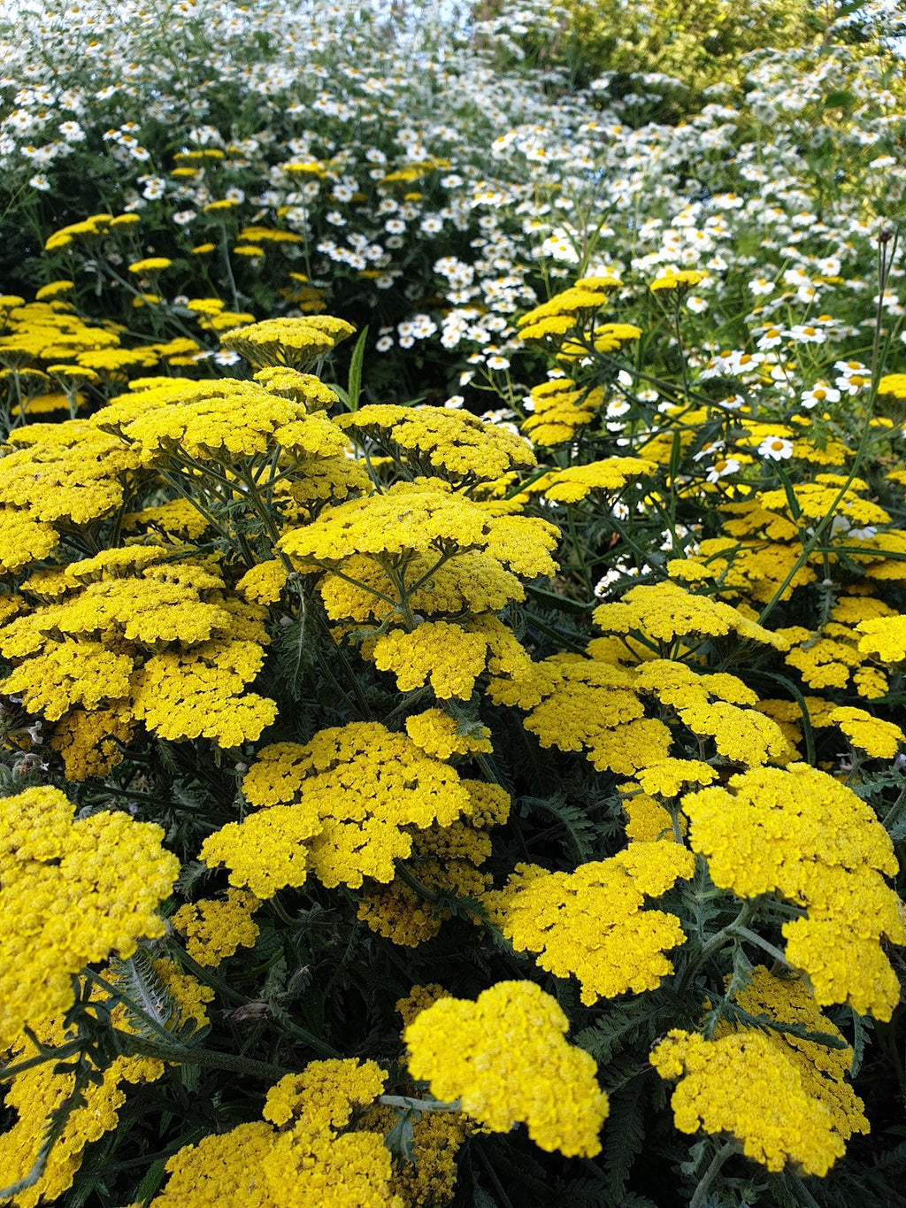 High quality Yellow Achillea Flower seeds for Planting Premium Quality, Heirloom & GMO Free Seeds for Home Garden seeds pack
