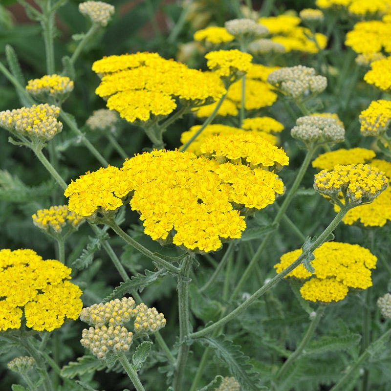 Premium Yellow Achillea Flower seeds for Planting Premium Quality, Heirloom & GMO Free Seeds for Home Garden seeds