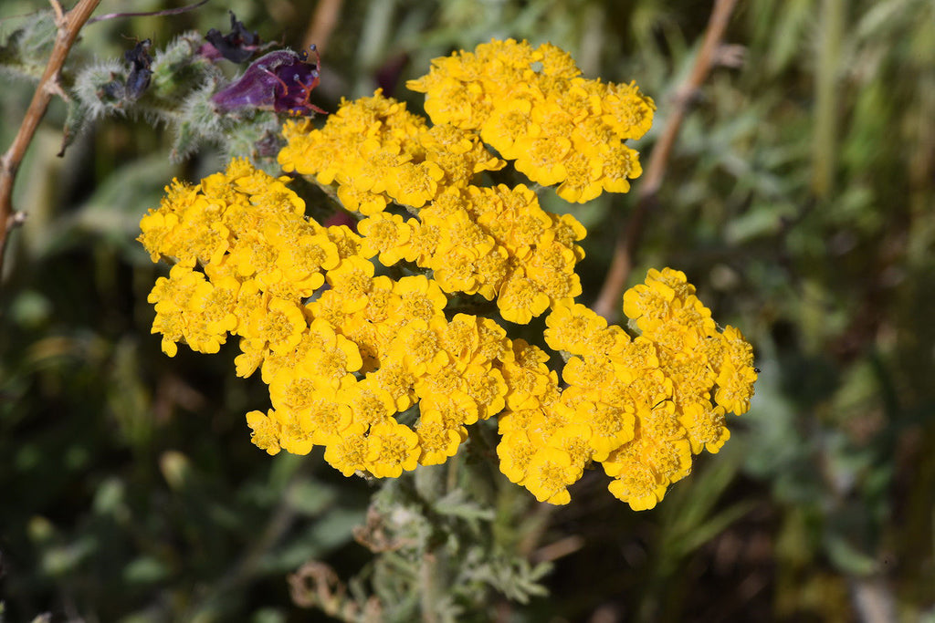 Yarrow Flower seeds for Planting Low Maintenance, Heirloom & GMO Free Seeds for Home Garden seeds for home gardening