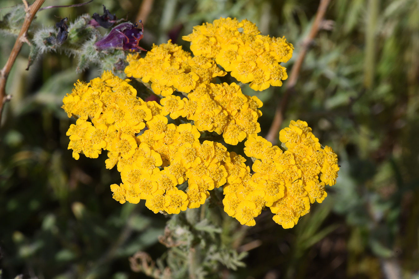 Yarrow Flower seeds for Planting Low Maintenance, Heirloom & GMO Free Seeds for Home Garden seeds for home gardening