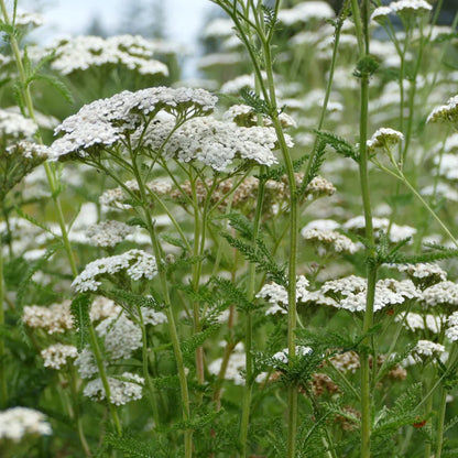 White Yarrow Flower seeds for Planting - Hardy Variety, Heirloom & GMO Free Seeds for Home Garden