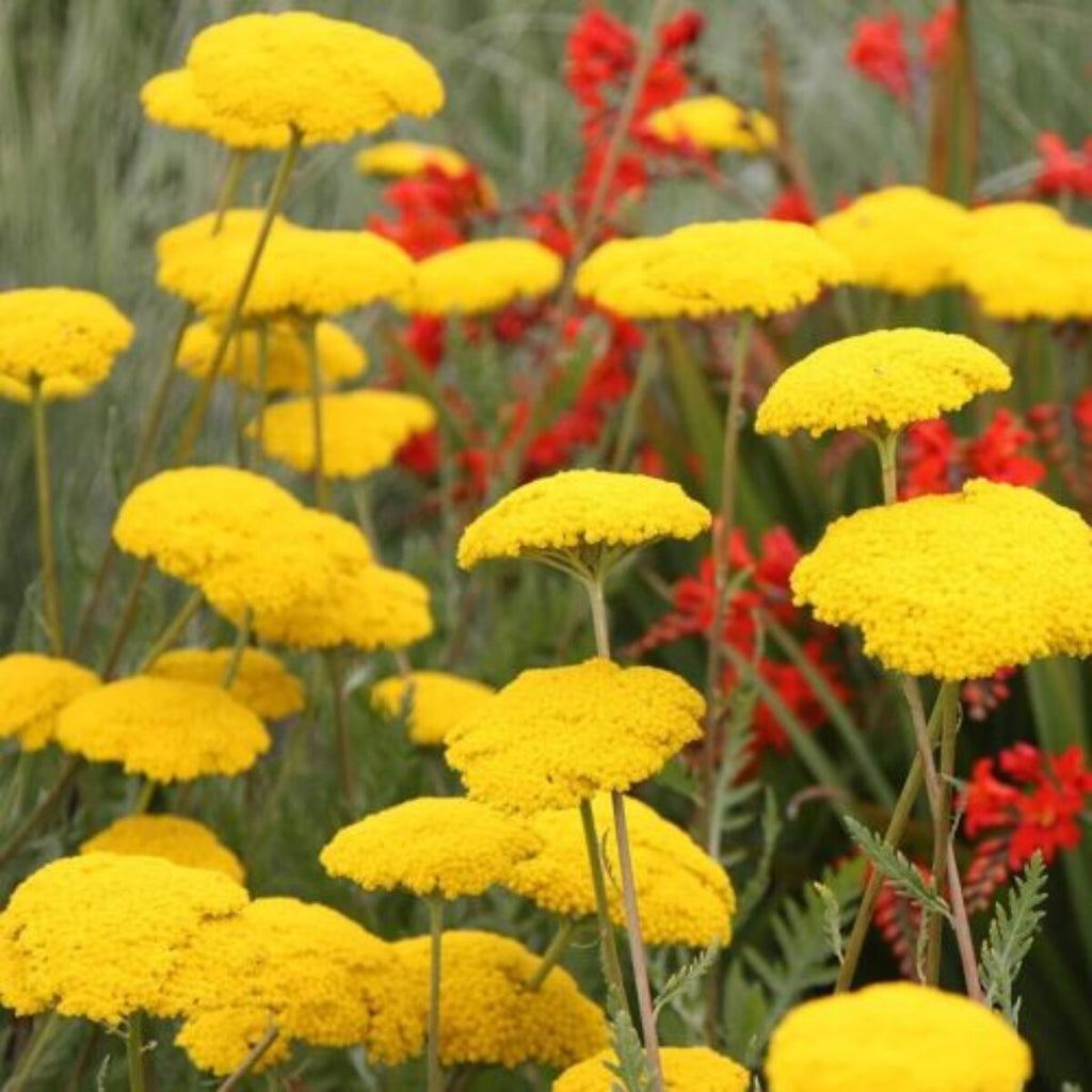 High quality Yellow Achillea Flower seeds for Planting Bright Blooms, Heirloom & GMO Free Seeds for Home Garden seeds pack