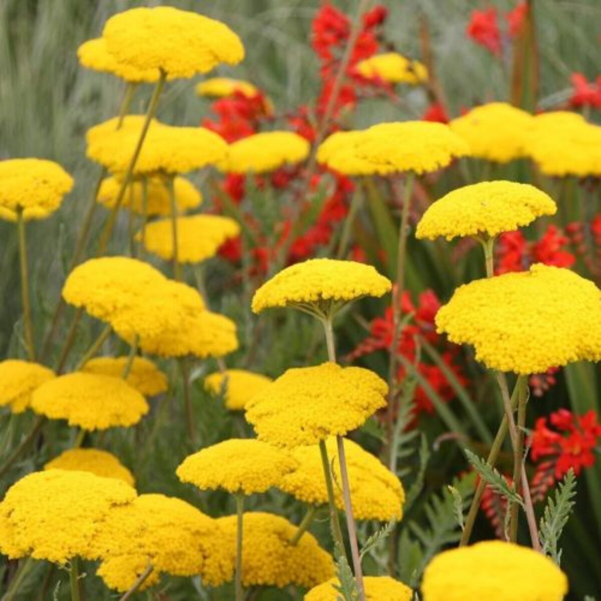 High quality Yellow Achillea Flower seeds for Planting Bright Blooms, Heirloom & GMO Free Seeds for Home Garden seeds pack