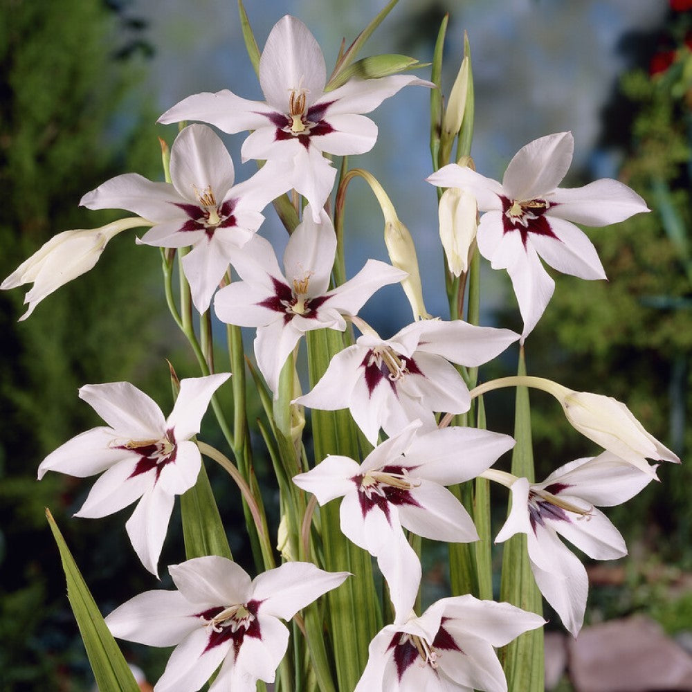 Acidanthera Flower seeds for Planting Fragrant Blossoms Heirloom & GMO Free Seeds for Home Garden