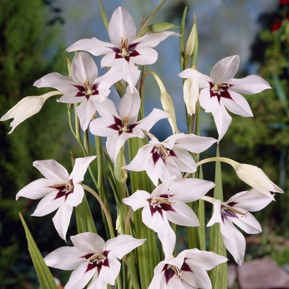 Acidanthera Flower seeds for Planting Fragrant Blossoms Heirloom & GMO Free Seeds for Home Garden