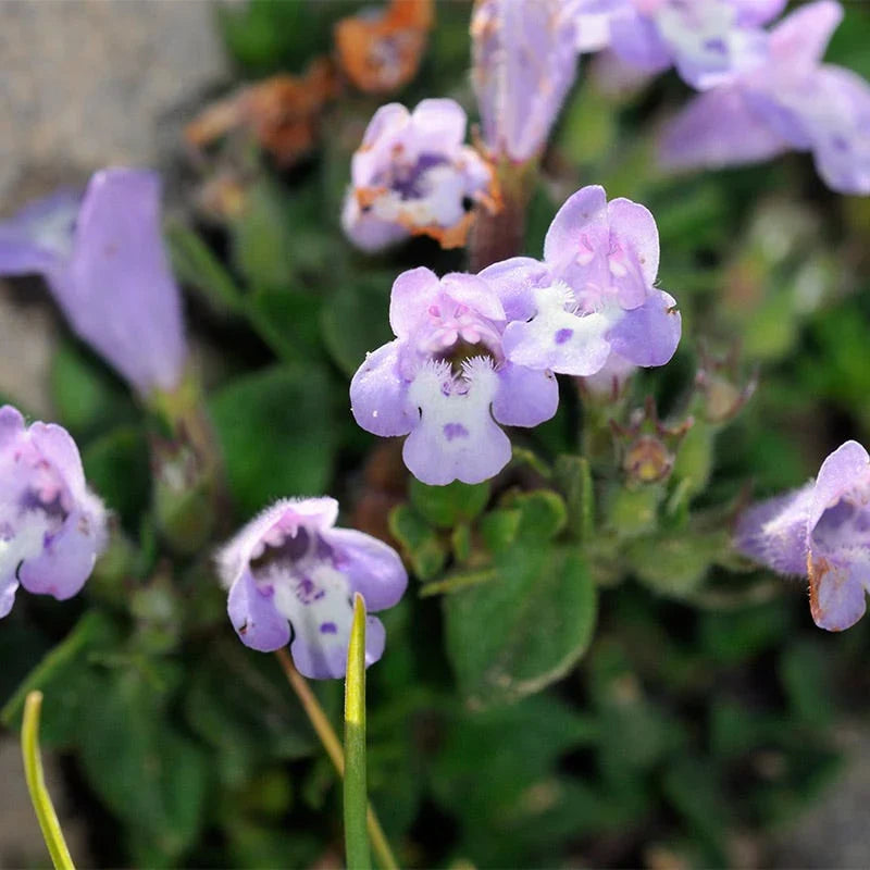 Premium Lavender Abelia Flower seeds for Planting Low Maintenance, Heirloom & GMO Free Seeds for Home Garden seeds