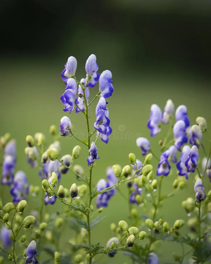 High quality Blue Aconitum Flower seeds for Planting Sun Loving, Heirloom & GMO Free Seeds for Home Garden seeds pack