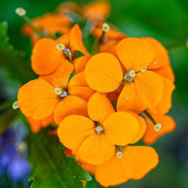 Orange Siberian Flower seeds for Planting Bright Blooms, Heirloom & GMO Free Seeds for Home Garden seeds for planting