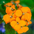 Orange Siberian Flower seeds for Planting Bright Blooms, Heirloom & GMO Free Seeds for Home Garden seeds for planting