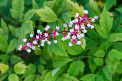 Actaea Pachypoda Flower seeds for Planting Low Maintenance Heirloom & GMO Free Seeds for Home Garden