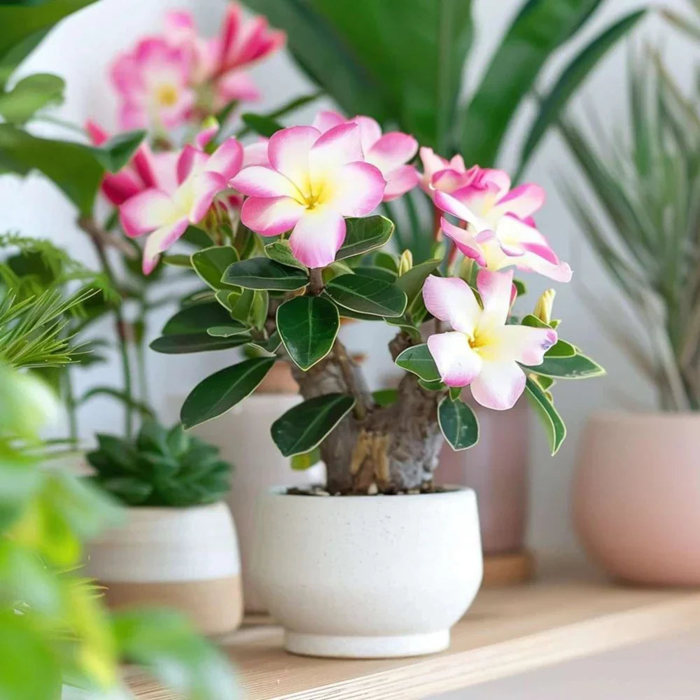 Adenium Desert Rose bonsai display