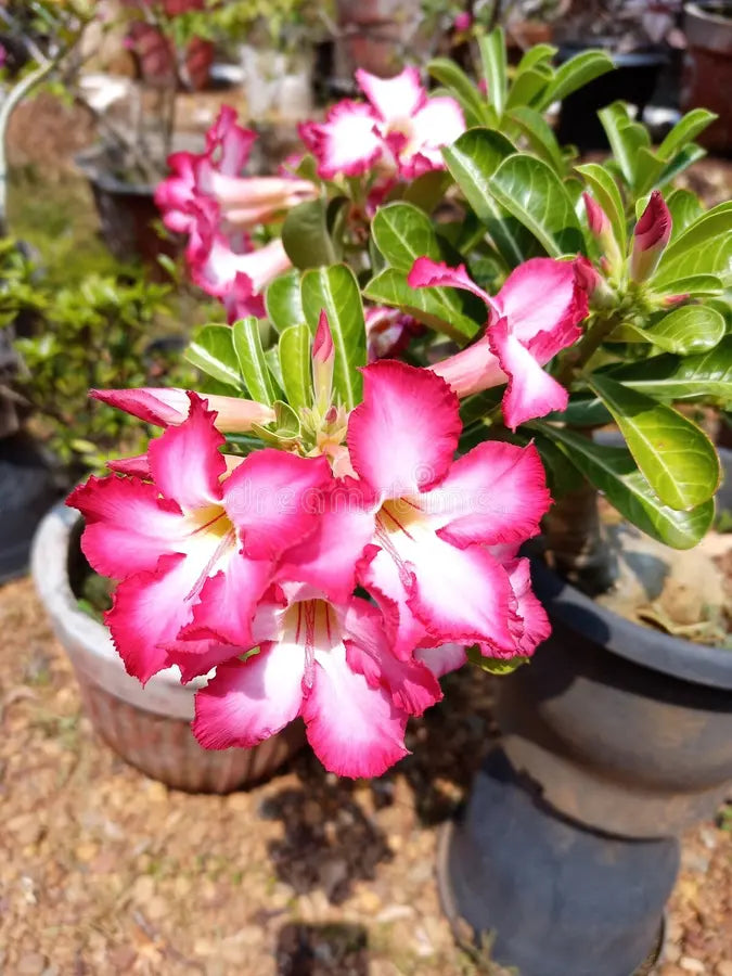 Premium Wüstenrose Flower seeds for Planting Seasonal Bloomer, Heirloom & GMO Free Seeds for Home Garden seeds