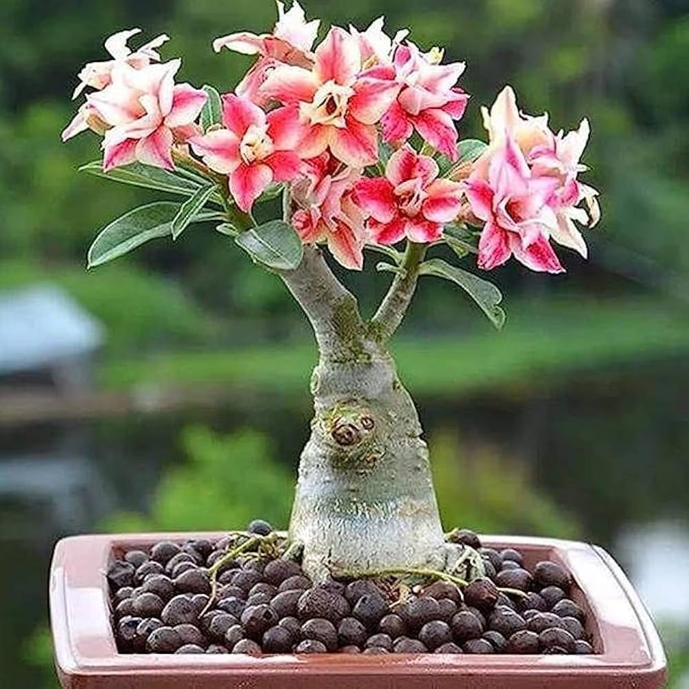 Adenium Obesum Flower Seeds – Pink & Yellow Blooms