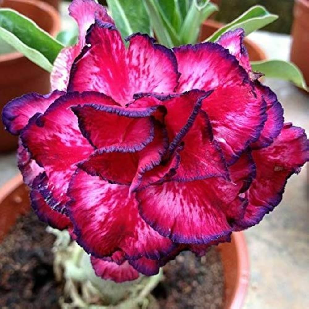 Adenium Obesum Red Black Flower Seeds for Planting