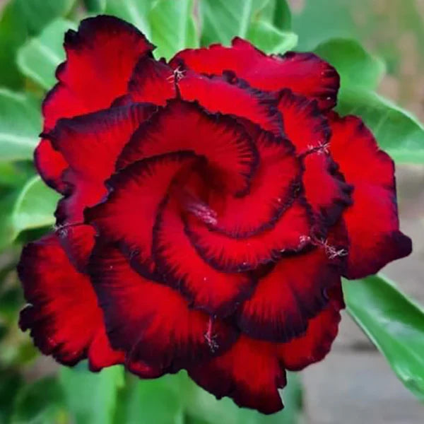 High quality Adenium Flower seeds for Planting Colorful Display, Heirloom & GMO Free Seeds for Home Garden seeds pack