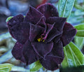 Dark Purple Adenium Obessum Flower seeds for Planting Shade Tolerant, Heirloom & GMO Free Seeds for Home Garden seeds for planting